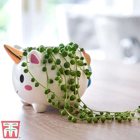 Senecio 'String Of Pearls' - Image 4