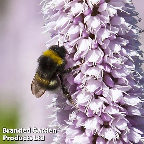 Persicaria Bistorta 'Superba' - Image 2