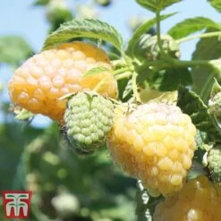 Raspberry 'Summer Lovers Garden Golden'