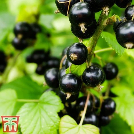Blackcurrant 'Ben Sarek' - Image 2