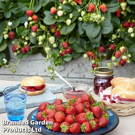 Nurserymans Choice Strawberry - Image 2