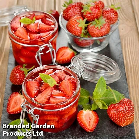 Nurserymans Choice Strawberry - Image 3