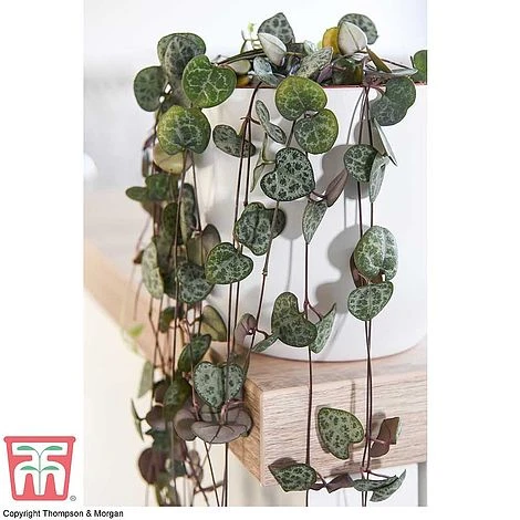 Hanging Houseplant Collection - Image 4