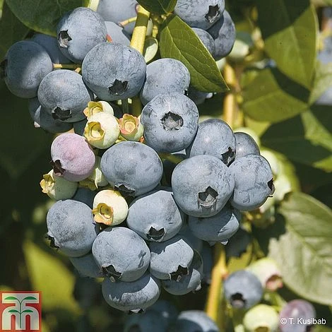 Blueberry 'Full Season Collection' - Image 2